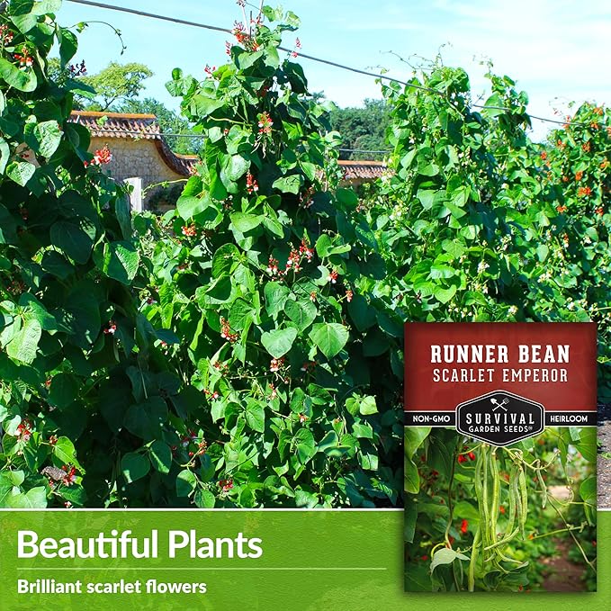 Scarlet Emperor Bean Seeds for Planting - Red Flowering Pole Beans & Ornamental Climbing Vine - Heirloom Non-GMO Pollinator-Friendly Variety for Vegetable Gardens - Survival Garden Seeds (2 Packs)