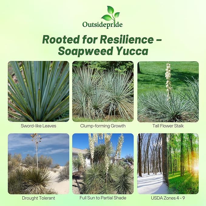 Outsidepride Soapweed Glauca Yucca Seeds for Planting - 100 Pcs Drought Tolerant Flower Seeds with Evergreen Foliage & Pollinator-Friendly Flowers, for Xeriscaping, Dry or Sandy Landscapes