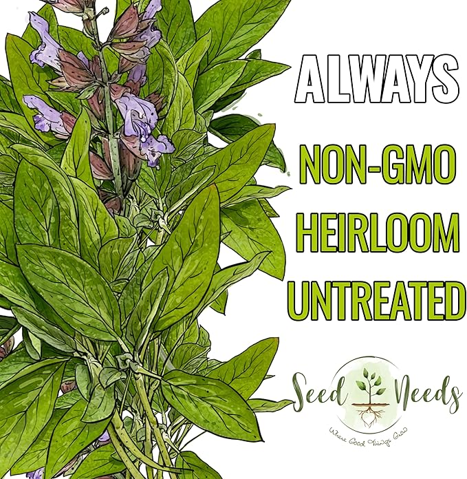 Seed Needs Sage Seeds for Planting Broad Leaved Herbs - Non-GMO Heirloom & Untreated Culinary Herb Seed to Plant a Home Grown Garden Indoors or Outdoors (5 Packs)