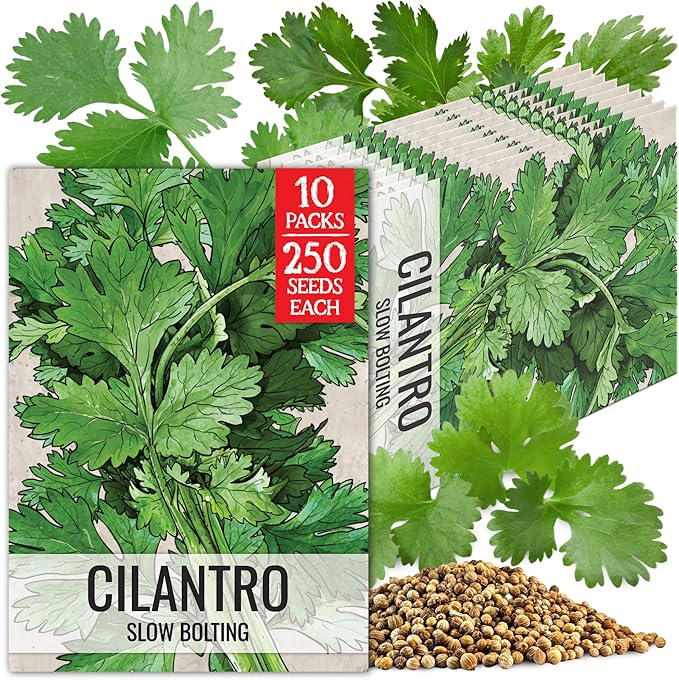 Seed Needs Cilantro Seeds for Planting Coriander Kitchen Herbs - Non-GMO Heirloom & Untreated - Grow a Home Grown Herb Garden Indoors or Outdoors (10 Packs)