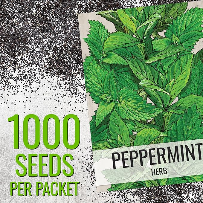 Seed Needs Peppermint Seeds for Planting - Non-GMO, Heirloom & Untreated Medicinal/Culinary Herb to Plant a Home Grown Indoor or Outdoor Garden (10 Packs)