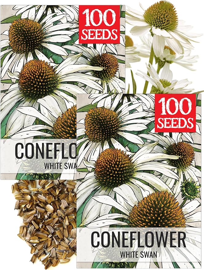 Seed Needs White Swan Coneflower Seeds for Planting Echinacea - Heirloom & Open Pollinated Perennial Flower - Attract Pollinators to a Butterfly Garden (2 Packs)