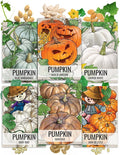 Seed Needs Pumpkin Seeds for Planting a Collection of Non-GMO Heirloom & Untreated Cucurbitas - Blue Jarrahdale, Casper White, Jack Be Little, Baby Boo, Fairytale & Jack O Lantern