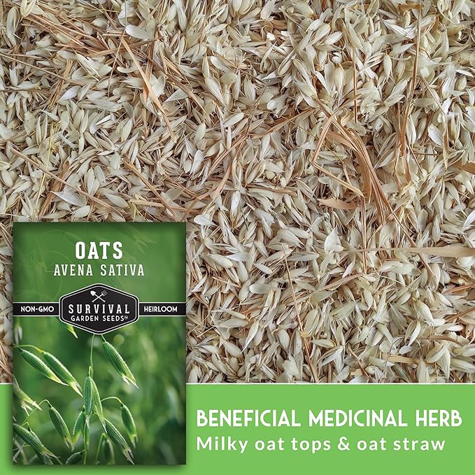 Oat Seeds for Planting – Heirloom Avena Sativa Milky Oats Medicinal Herb & Oatstraw for Tea, Tinctures, and Cover Crops – Heirloom Non-GMO Seeds – Survival Garden Seeds (1 Pack)