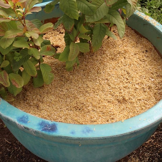 Rice Hulls - Organic Use - 5lb - House Plants – Gardening - Chicken Bedding Nesting