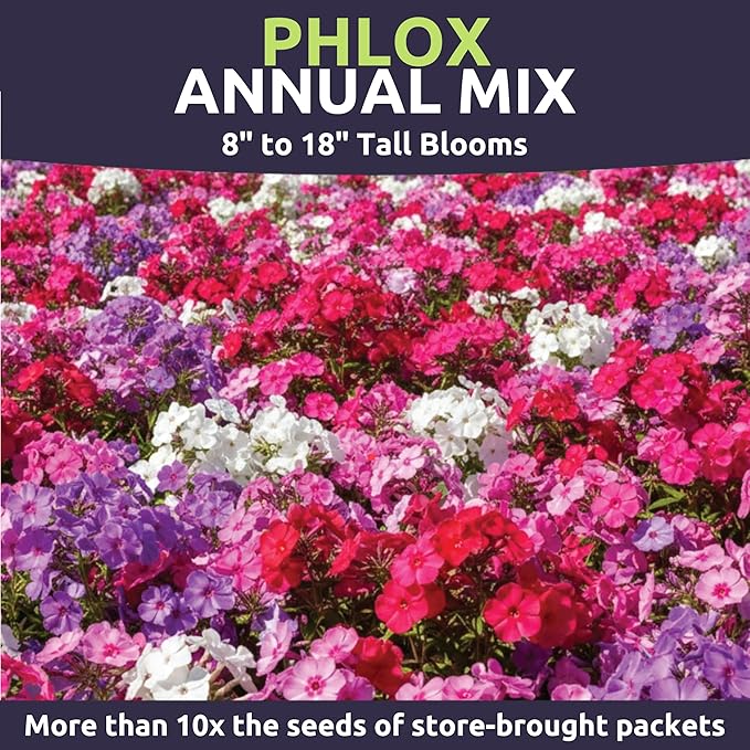 Phlox Annual Blend – Large 1/2 Ounce Seed Packet – 7,000 Flower Seeds for Planting – Phlox drummondii