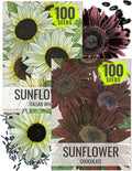 Seed Needs Sunflower Seeds for Planting Chocolate/Italian White Sunflowers - Heirloom & Open Pollinated Helianthus Seed Collection to Plant a Butterfly Garden (2 Packs)