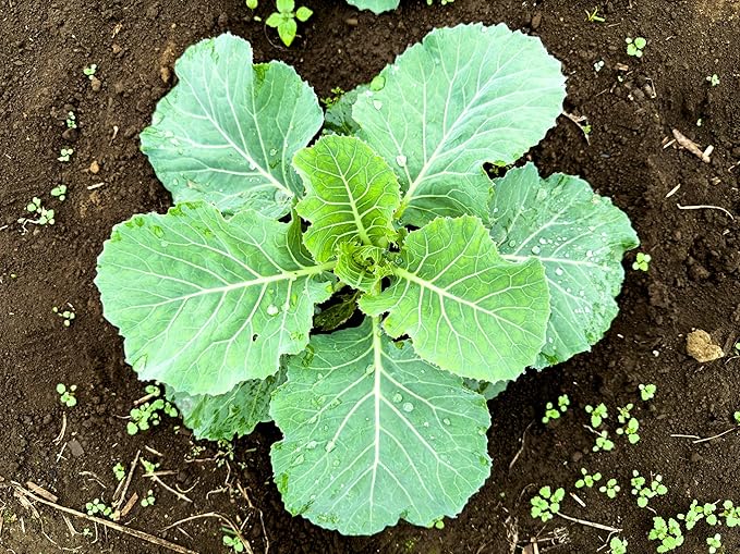 Copenhagen Cabbage Seeds for Planting – Plant & Grow Heirloom Copenhagen Cabbage in Home Outdoor Vegetable Garden, Brassica oleracea VAR. capitata – 2 Packets