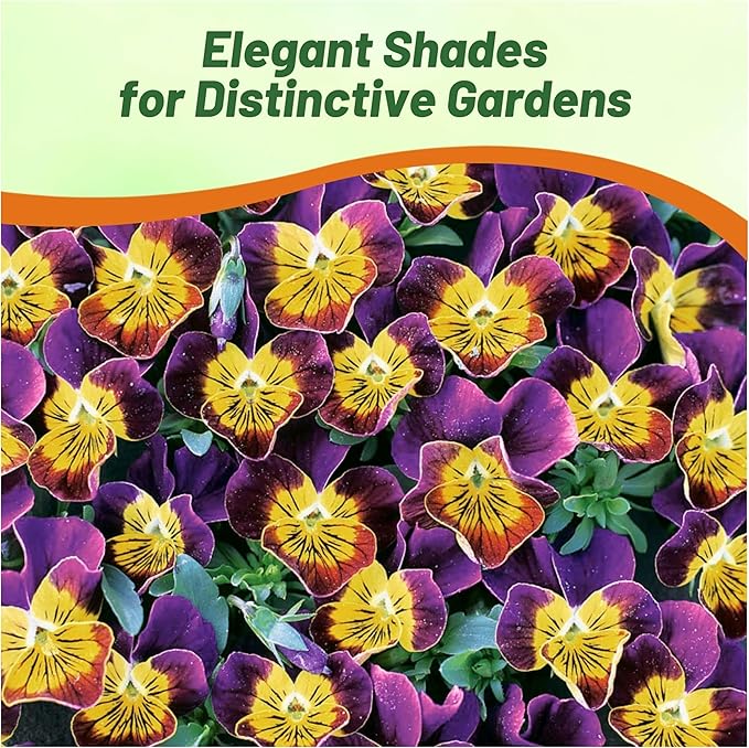 Outsidepride Miniola Heart Purple Violet Seeds for Planting - 100 Pcs Annual, Compact & Pollinator Friendly Viola Flower Seed w/Purple and Yellow Blooms, Ideal for Garden Borders & Container Displays