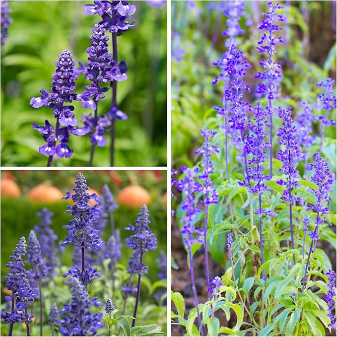 Seed Needs Sapphire Blue Sage Seeds for Planting - Heirloom & Open Pollinated Salvia - Grow a Butterfly Garden with Perennial Flowering Plants (10 Packs)