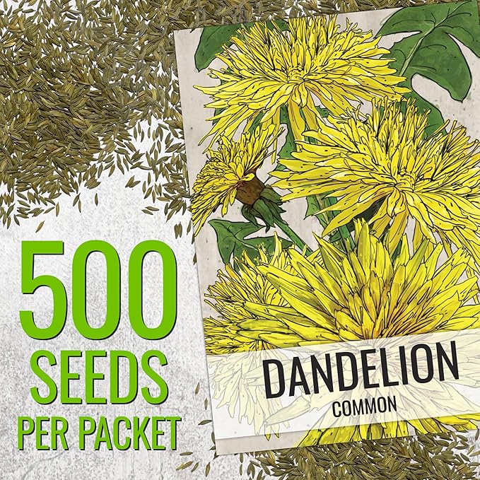Seed Needs Dandelion Seeds for Planting Taraxacum officinale - Non-GMO Heirloom & Untreated Perennial Herbs - Grow Salad Greens, Food for Tortoises, Rabbits & Bearded Dragons (5 Packs)
