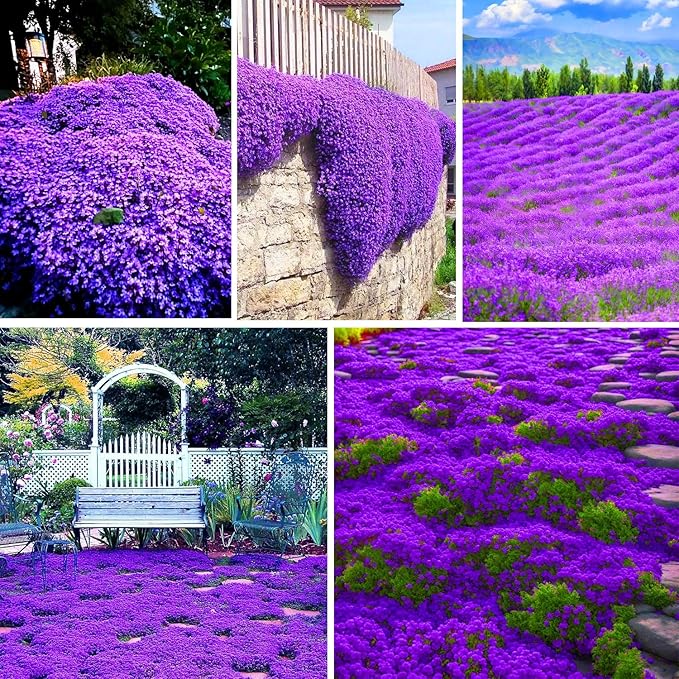 21000+ Creeping Thyme Seeds for Planting Outdoor -Perennial Thymus Serpyllum Magic Carpet Ground Cover Herb Plant in Home Garden Backyard Non-GMO
