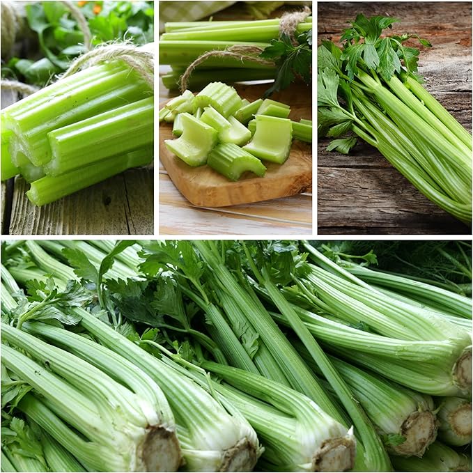Seed Needs Celery Seeds for Planting Utah 52-70 Celery - Non-GMO, Heirloom & Untreated - Grow a Home Grown Outdoor Vegetable Garden for Fresh Produce (5 Packs)