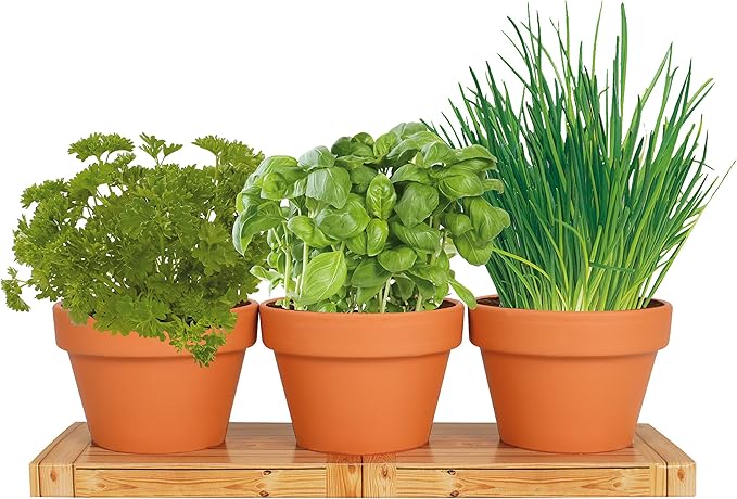 TotalGreen Holland | Herb Trio Grow Kit | Grow Basil Plant, Parsley and Chives this Summer | Grow a Herb Garden From Seed in Terra Cotta Pots | Non-GMO Live Plants