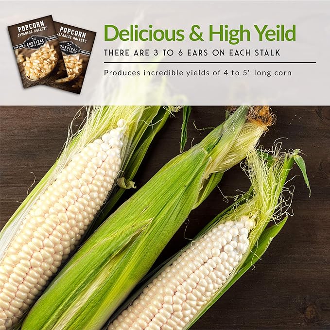 Survival Garden Seeds - Japanese Hulless Popcorn Seed for Planting - 1 Packet with Instructions to Plant and Grow Delicious Kernel Popcorn in Your Home Vegetable Garden - Non-GMO Heirloom Variety