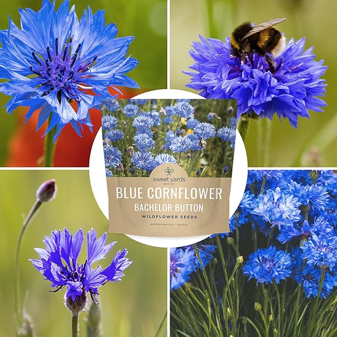 Blue Cornflower Seeds – Bachelor Buttons – Extra Large Packet – Over 5,000 Open Pollinated Non-GMO Wildflower Seeds – Centaurea cyanus