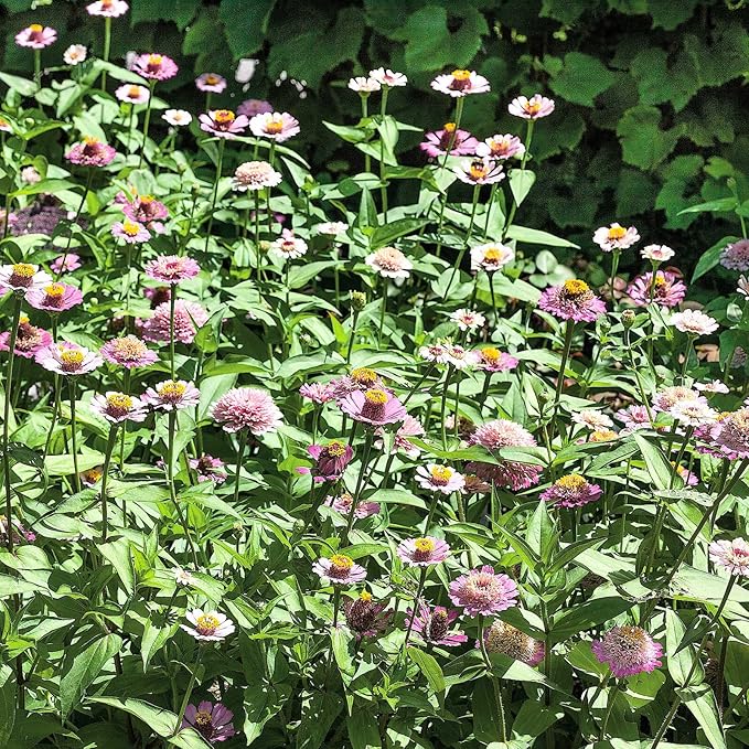 Eden Brothers Zinnia - Zinderella Lilac, Non-GMO Seeds for Planting, Packet | Low-Maintenance Flower Seeds, Plant During Spring, Zones 2, 3, 4, 5, 6, 7, 8, 9, 10
