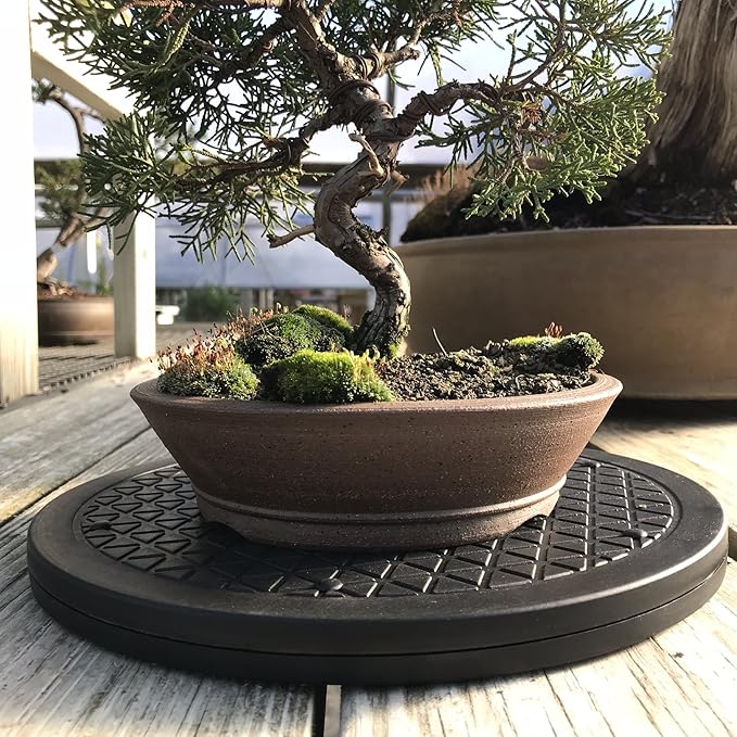 Mighty Mini Bonsai Tree Turntable 12.5" Base Stainless Steel Ball Bearings. Low Cost 200-Pound Capacity 360-Degree Rotation Allows Easy Pruning Or Great Bonsai Tree Displays