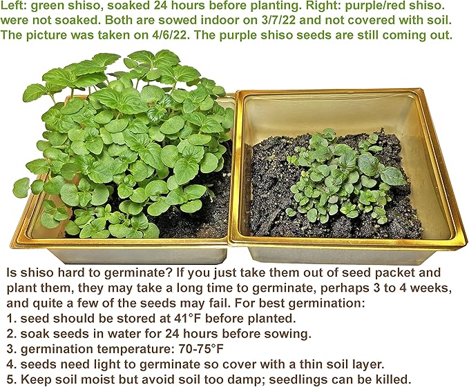 200ct+ Perilla/Shiso Seed for Planting,Non GMO Seeds Heirloom Vegetable Seed for Planting.Great Hydroponic Seeds for Pods(Shiso Herb Seeds #3,日本紫苏,Green Ohba Ao,1g)
