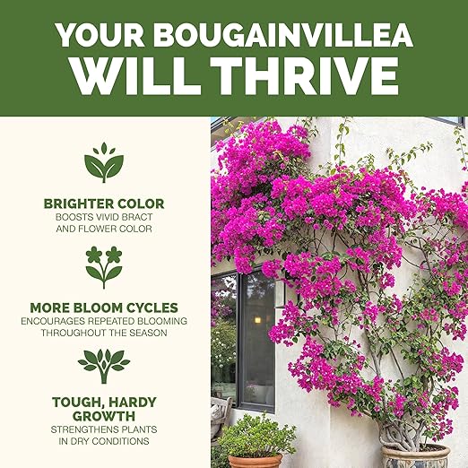 Bougainvillea Fertilizer – Liquid Plant Food for Bougainvillea Blooms & Healthy Growth, 32 oz
