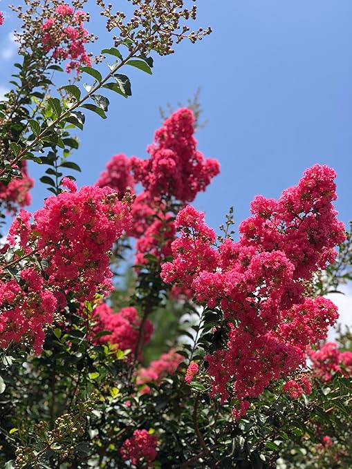 Crape Myrtle & All Flowering Trees Desert Willow Mimosa Orchid Tree Indoor Outdoor Container Grown Granular Fertilizer NutriStar 10-15-9 (25 lb.)