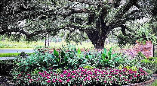 Nelson - Trees, Shrubs, & Evergreens Plant Food for In-Ground, Containers, & Patios, Granular Fertilizer, NutriStar 21-6-8 (25 lb.)