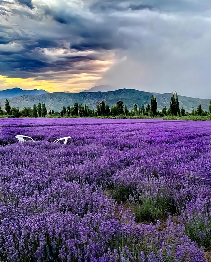 10,000 Lavender Seeds - Non-GMO Heirloom, High Germination Perennial Herb, Fragrant Purple Blooms, Pollinator Friendly for Indoor & Outdoor Planting