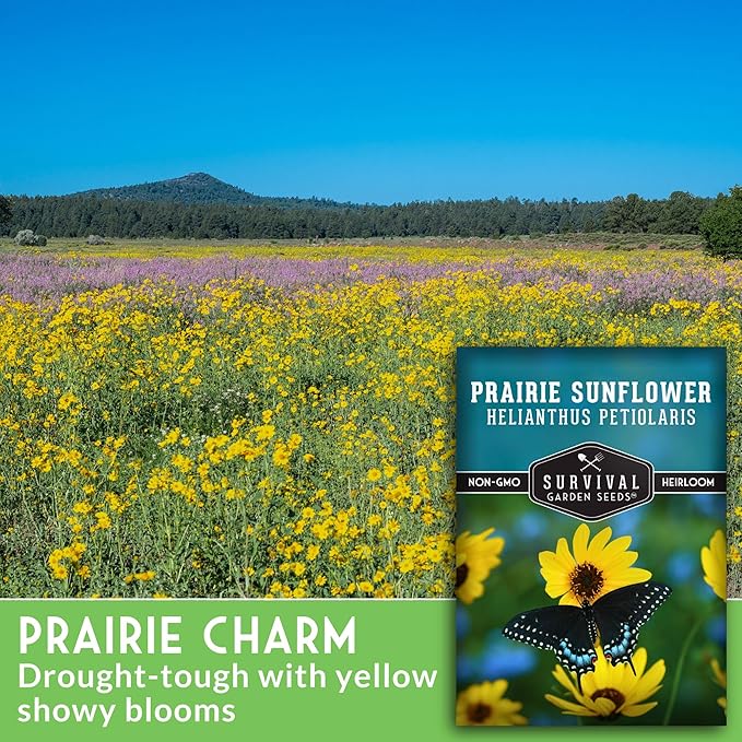 Native Prairie Sunflower Seeds for Planting (Helianthus petiolaris) | Compact Drought Tolerant | Pollinator Magnet | Non-GMO Wildflower to Plant - Survival Garden Seeds - 1 Pack