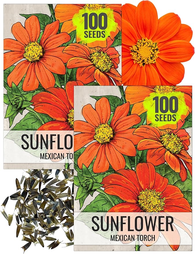 Seed Needs Mexican Sunflower Seeds for Planting Tithonia rotundifolia Flowers - Heirloom & Open Pollinated Flower Seed - Annual Wildflower to Plant a Butterfly Garden (2 Packs)