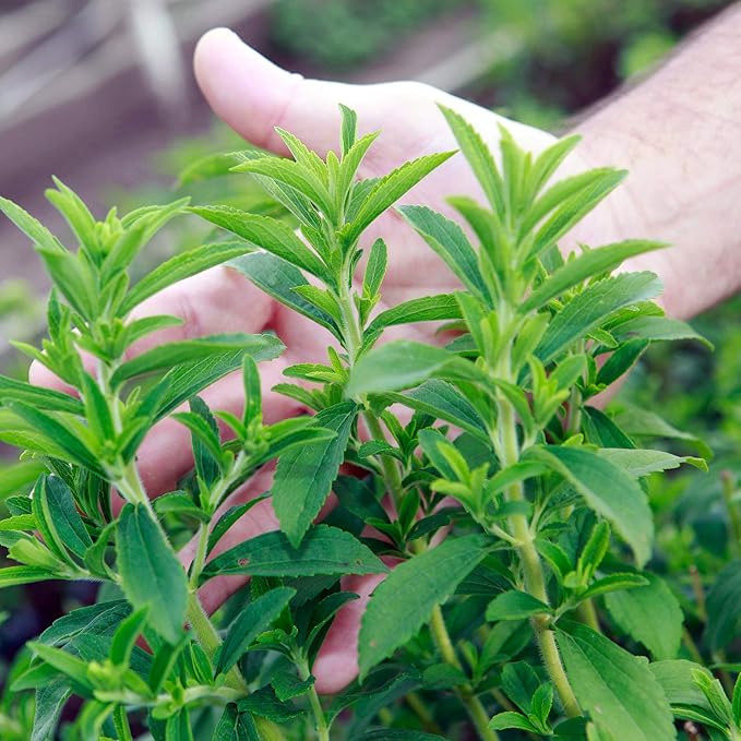 Outsidepride Stevia Sweetie Star Seeds - 25 Pcs. Perennial, Versatile & Low Maintenance, Herb Seeds for Planting Tender & Sweet Leaves, Great for Culinary Creations, Tea Blends, and Homemade Recipes