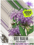 Seed Needs Bee Balm Seeds for Planting Wild Bergamot - Heirloom & Open Pollinated Perennial Flowers to Grow a Butterfly Garden to Attract Bees, Butterflies & Other Pollinators (10 Packs)