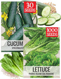 Seed Needs Vegetable Seeds for Planting Spacemaster 80 Cucumbers & Romaine Lettuce - Non-GMO Heirloom & Untreated Veggie Seed to Plant an Outdoor Vegetable Garden (2 Packs)