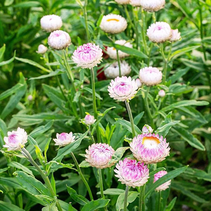 2500+ Perennial Mixed Strawflower Flower Seeds for Planting Outdoors-Attracts Bees&Butterflies Fragrant Butterfly