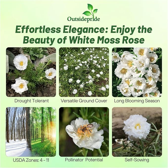 Outsidepride White Moss Rose Seeds - 250 Pcs Annual, Drought & Heat Tolerant, Pollinator Friendly Ground Cover Seeds for Planting w/Vibrant Blooms & Succulent Foliage, Ideal for Xeriscaping