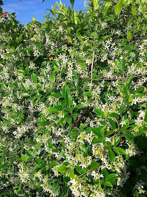 Bougainvillea Fertilizer by Nelson Plant Food