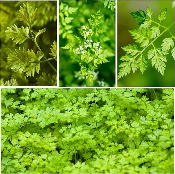 Seed Needs Chervil Seeds for Planting - Non-GMO, Heirloom & Untreated Annual Herbs - Grow an Indoor/Outdoor Garden Full of Culinary French Parsley (5 Packs)
