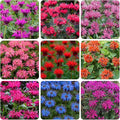 900+ Perennial Mix Bee Balm Flower Seeds for Planting-Non-GMO Heirloom Plant Seeds Garden Outdoor-Attracts Butterflies, Bees