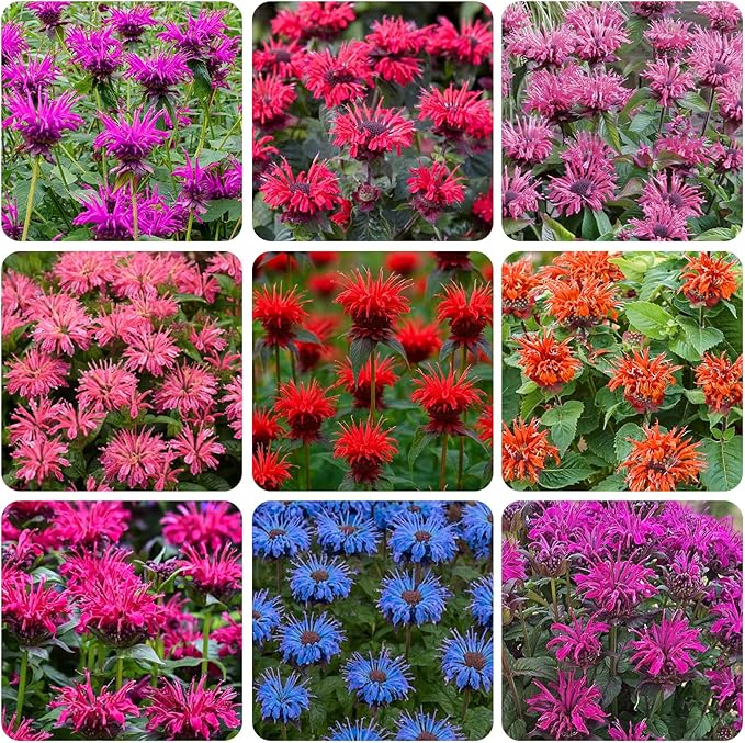 900+ Perennial Mix Bee Balm Flower Seeds for Planting-Non-GMO Heirloom Plant Seeds Garden Outdoor-Attracts Butterflies, Bees