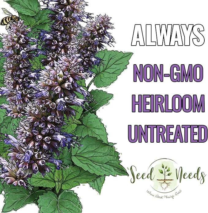 Seed Needs Anise Hyssop Seeds for Planting Agastache foeniculum - Non-GMO Heirloom & Untreated - Grow a Medicinal/Culinary Herb Garden for Tea & Essential Oils (1 Pack)