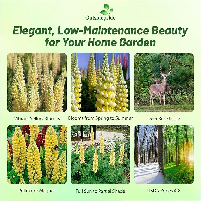 Outsidepride Chandelier Yellow Russells Lupine Seeds - 1000 Pcs Perennial, Self-Sowing, Cold Hardy & Frost Tolerant Wildflower Seeds for Fall Planting, Ideal for Attracting Pollinators & Hummingbirds