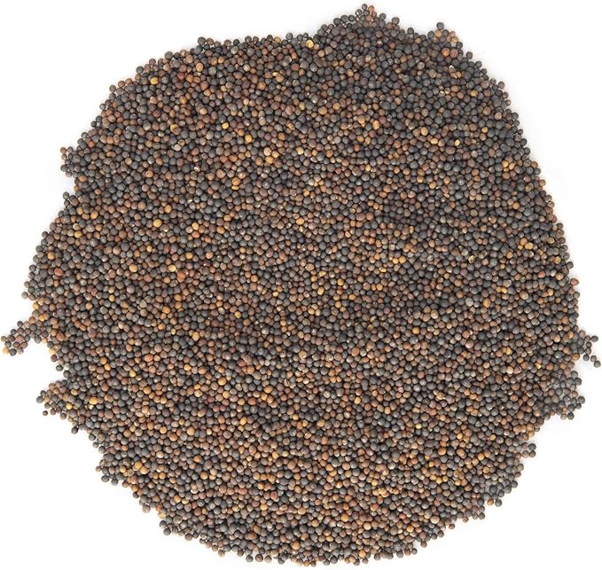 Sulforaphane SPROUTING Seed Mix | Perfect for Sprouting Jars & Seed Sprouters | 5 Varieties of Kale & Broccoli Sprouting Seeds | Non GMO Heirloom Seeds | 1 LB Resealable Bag | Rainbow Heirloom Seed Co