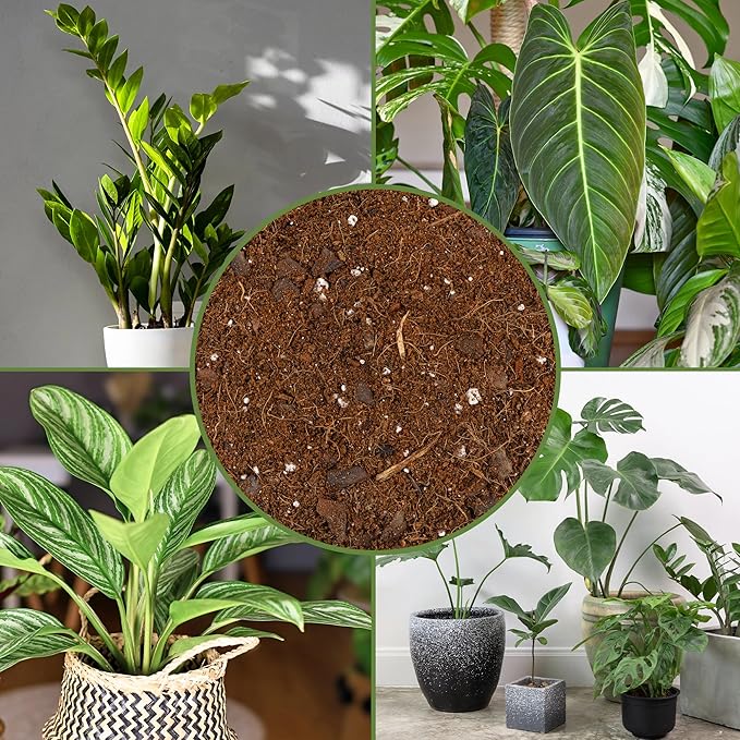 Soil Sunrise Aroid Plant Potting Soil Mix (8 Quarts) for Pothos Devil's Ivy, ZZ Plant, Chinese Evergreen, Dumb Cane Philodendron, Syngonium, Alocasia, Colocasia Etc.