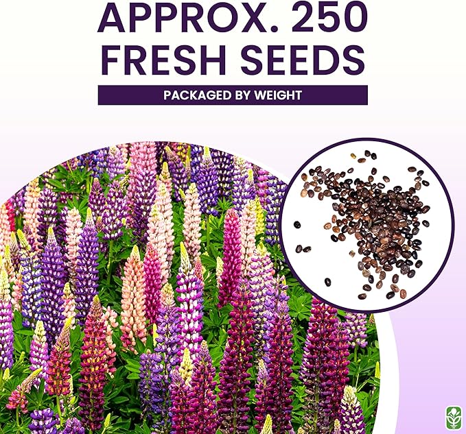 Russell Lupine Seeds Perennial - Grows 40" Tall - Perennial Wildflowers for Winter & Fall Planting - Grown in the USA - 100 Mixed Russell Lupine Seeds