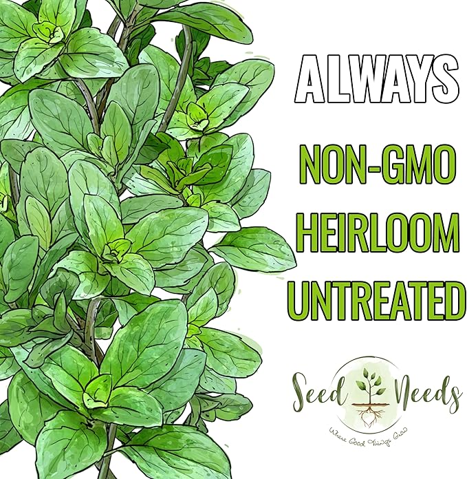 Seed Needs Oregano Seeds for Planting Italian Herbs - Non-GMO Heirloom & Untreated Culinary Herb Seed - Grow Indoors or Outdoors for a Kitchen Garden (1 Pack)