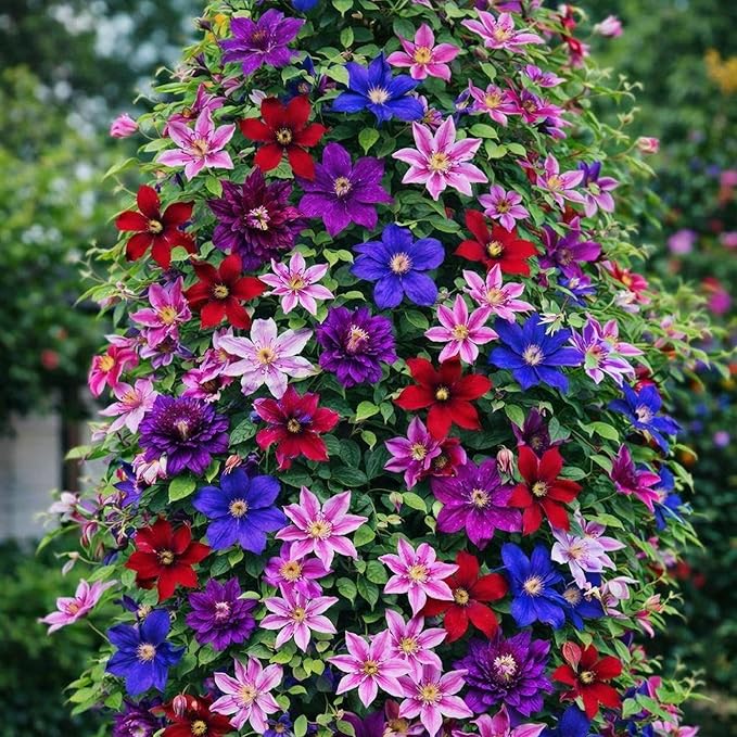 100Pcs Climbing Clematis Vine Seeds for Planting Mix Colors Clematis Plants - Large Blooms Perennial Flowers to Plant Outdoors