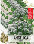 Seed Needs Angelica Seeds for Planting Angelica archangelica - Non-GMO Heirloom & Untreated Medicinal Herbs to Grow an Indoor or Outdoor Home Grown Garden (5 Packs)