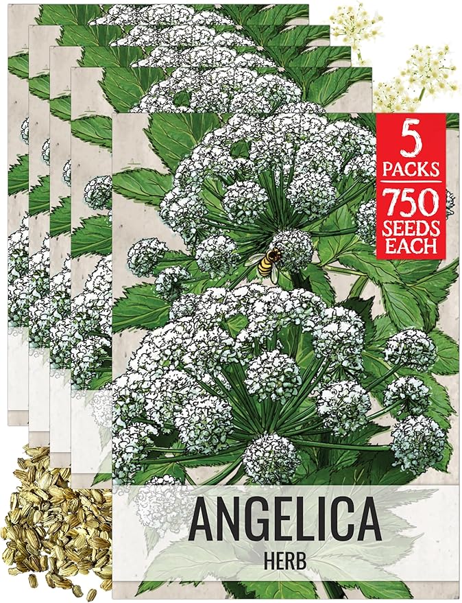 Seed Needs Angelica Seeds for Planting Angelica archangelica - Non-GMO Heirloom & Untreated Medicinal Herbs to Grow an Indoor or Outdoor Home Grown Garden (5 Packs)