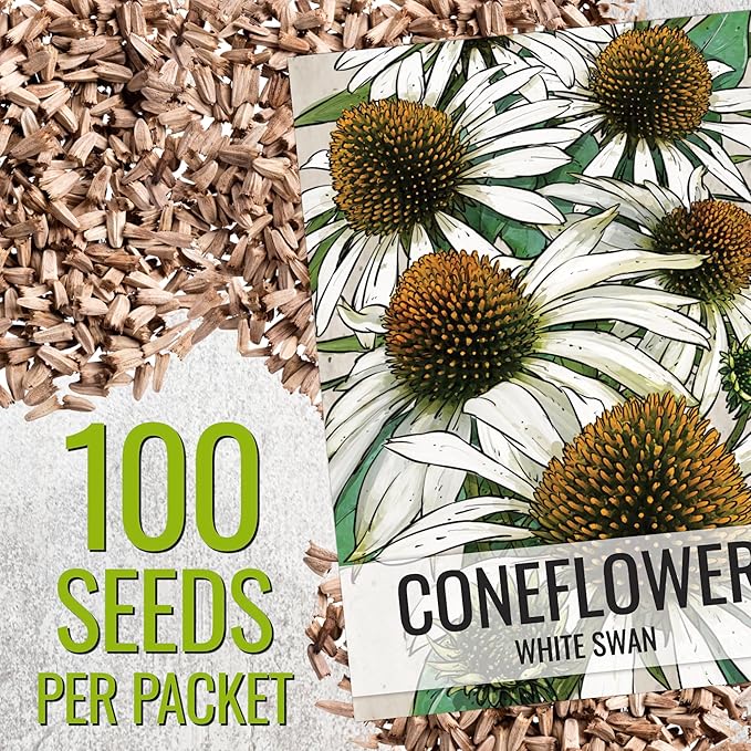 Seed Needs White Swan Coneflower Seeds for Planting Echinacea - Heirloom & Open Pollinated Perennial Flower - Attract Pollinators to a Butterfly Garden (1 Pack)