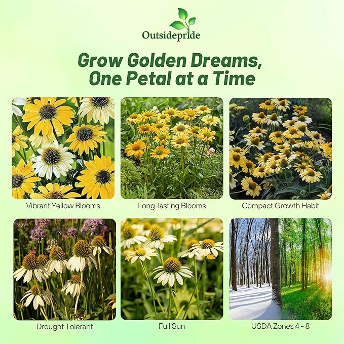 Outsidepride Mellow Yellows Echinacea Coneflower Seeds - 25 Pcs Perennial, Deer-Proof & Drought Tolerant Flower Seeds with Daisy-Like Blooms for Pollinator-Friendly Gardens, Borders, & Meadows