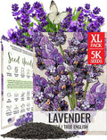 Seed Needs English Lavender Seeds for Planting Lavendula angustifolia Plants - Non-GMO Heirloom & Untreated USA sourced Herb Seeds to Plant Indoors or Outdoors (XL Pack)